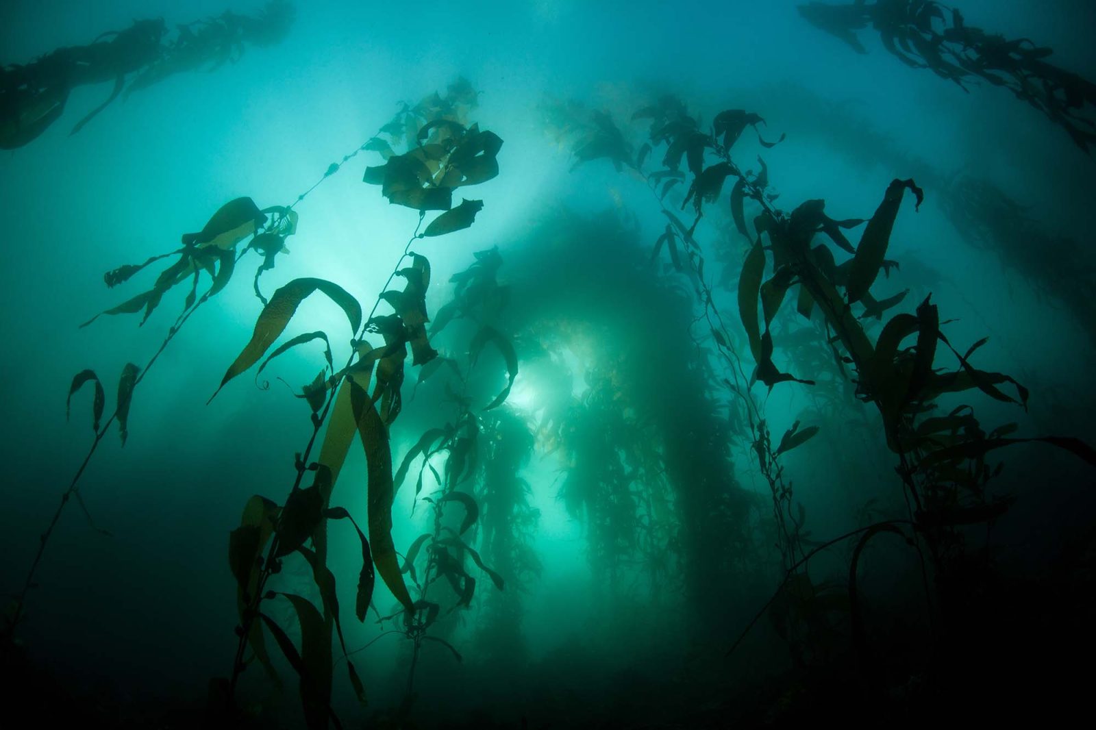 Algen Unterwasserwelt